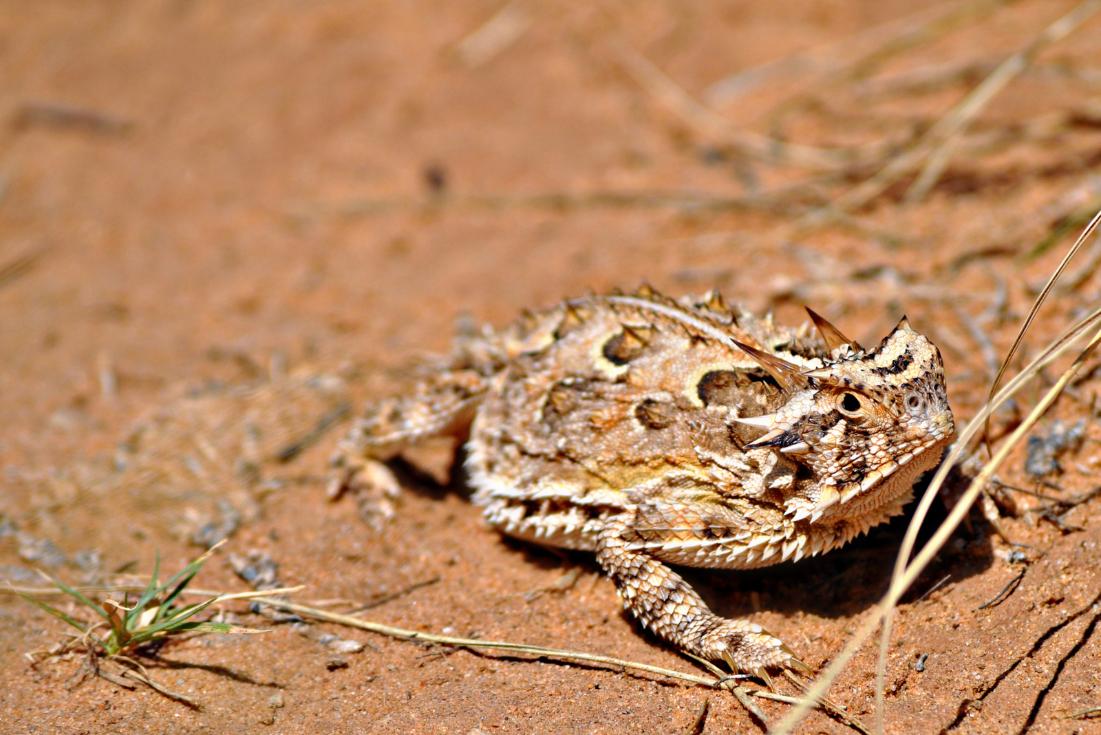 Texas Horned Lizard –