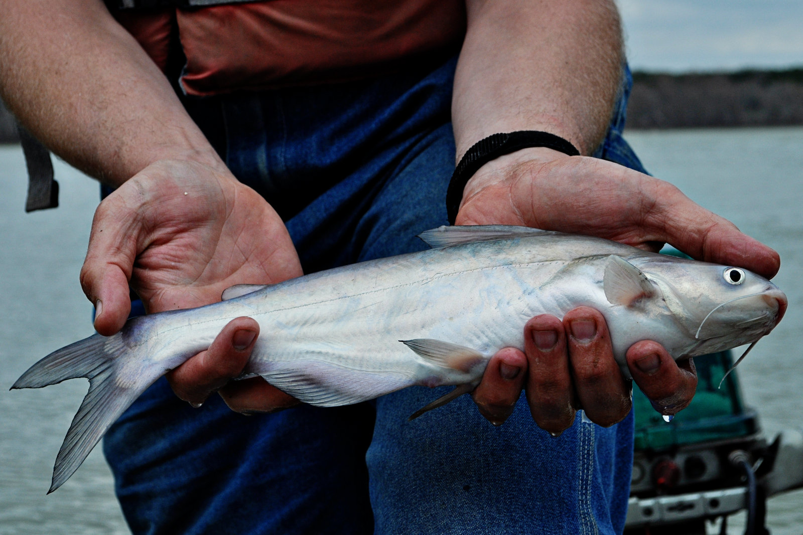 Blue Catfish –