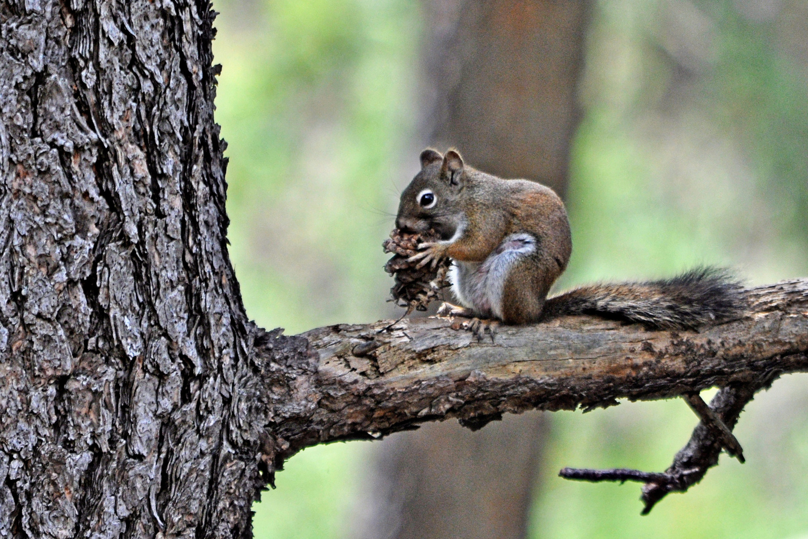 Gray Squirrel –