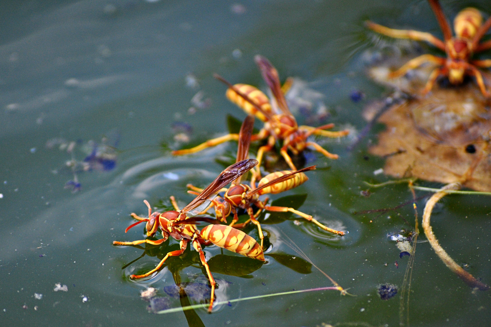 Paper Wasp –