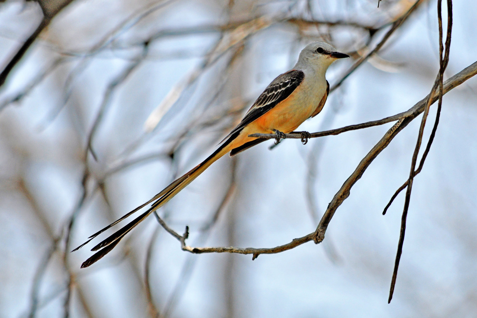 Scissor-tailed Flycatcher