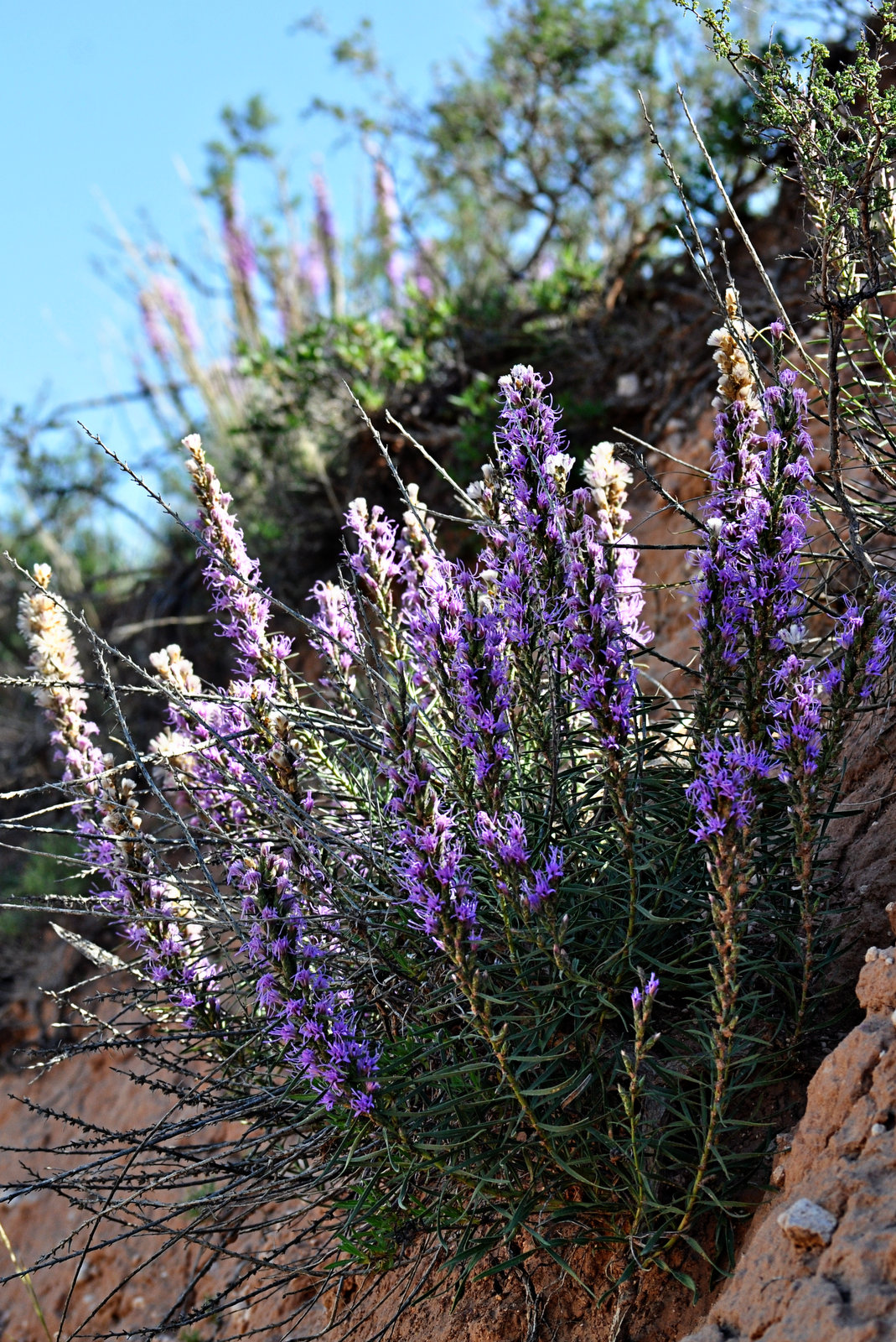 Blazing Star –