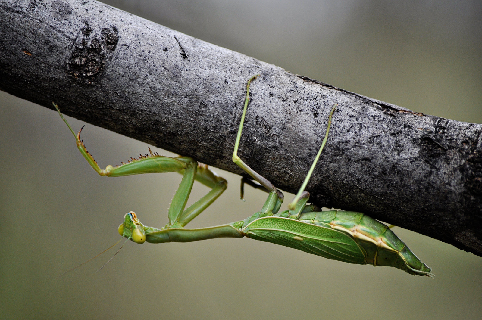 Praying Mantis –