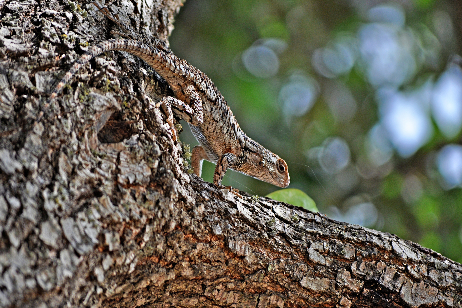 Texas Tree Lizard –