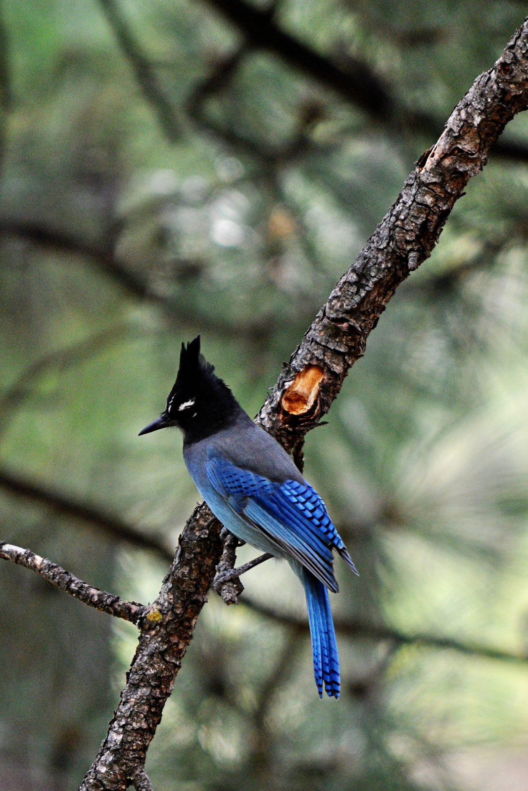 Steller’s Jay