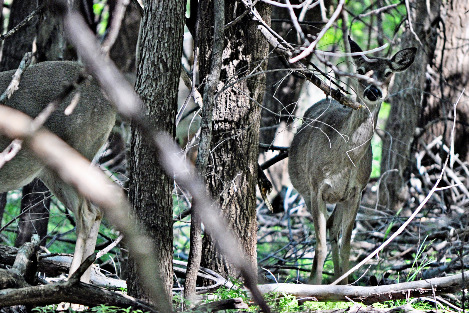 Whitetail Doe –