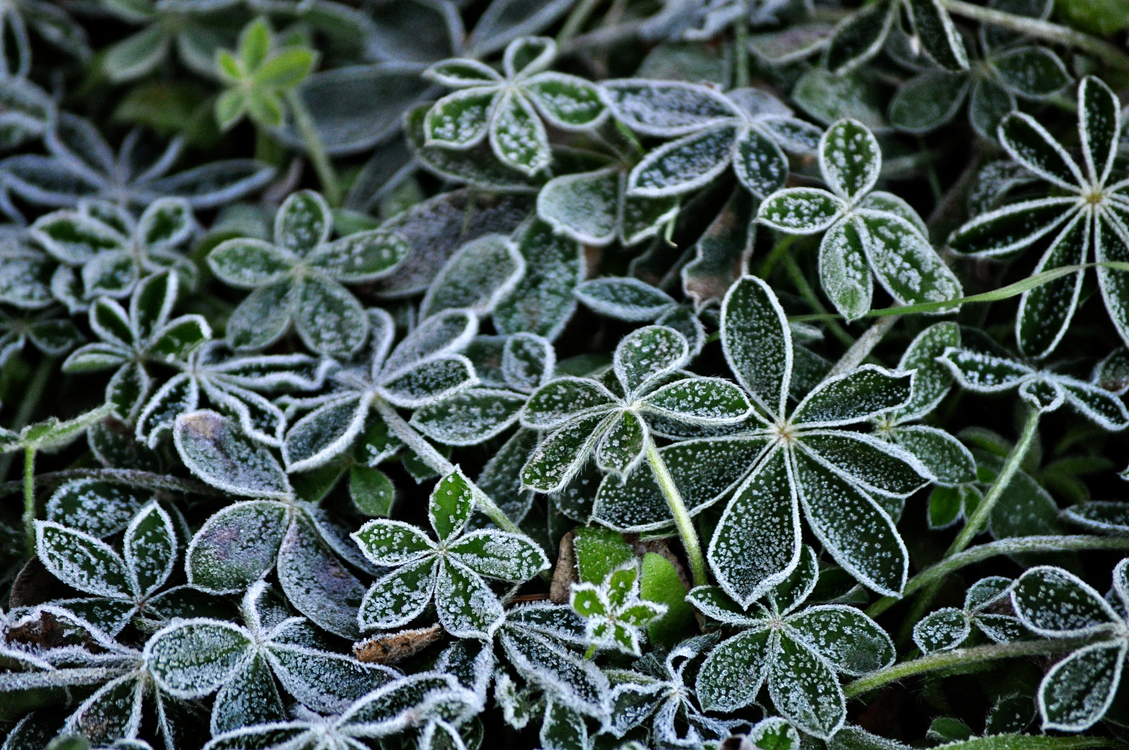 Bluebonnets in Winter –