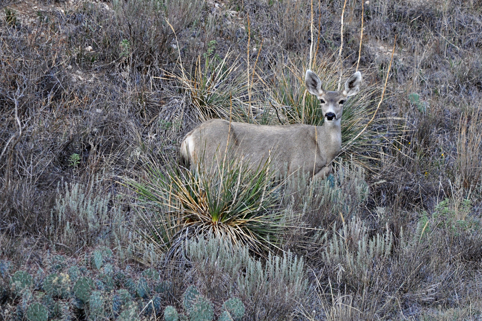 Mule Deer Doe –