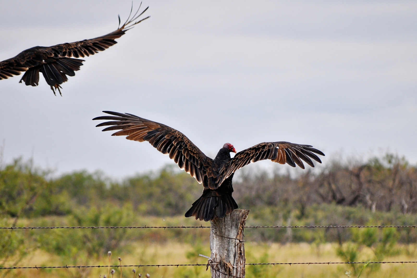 Turkey Vulture –