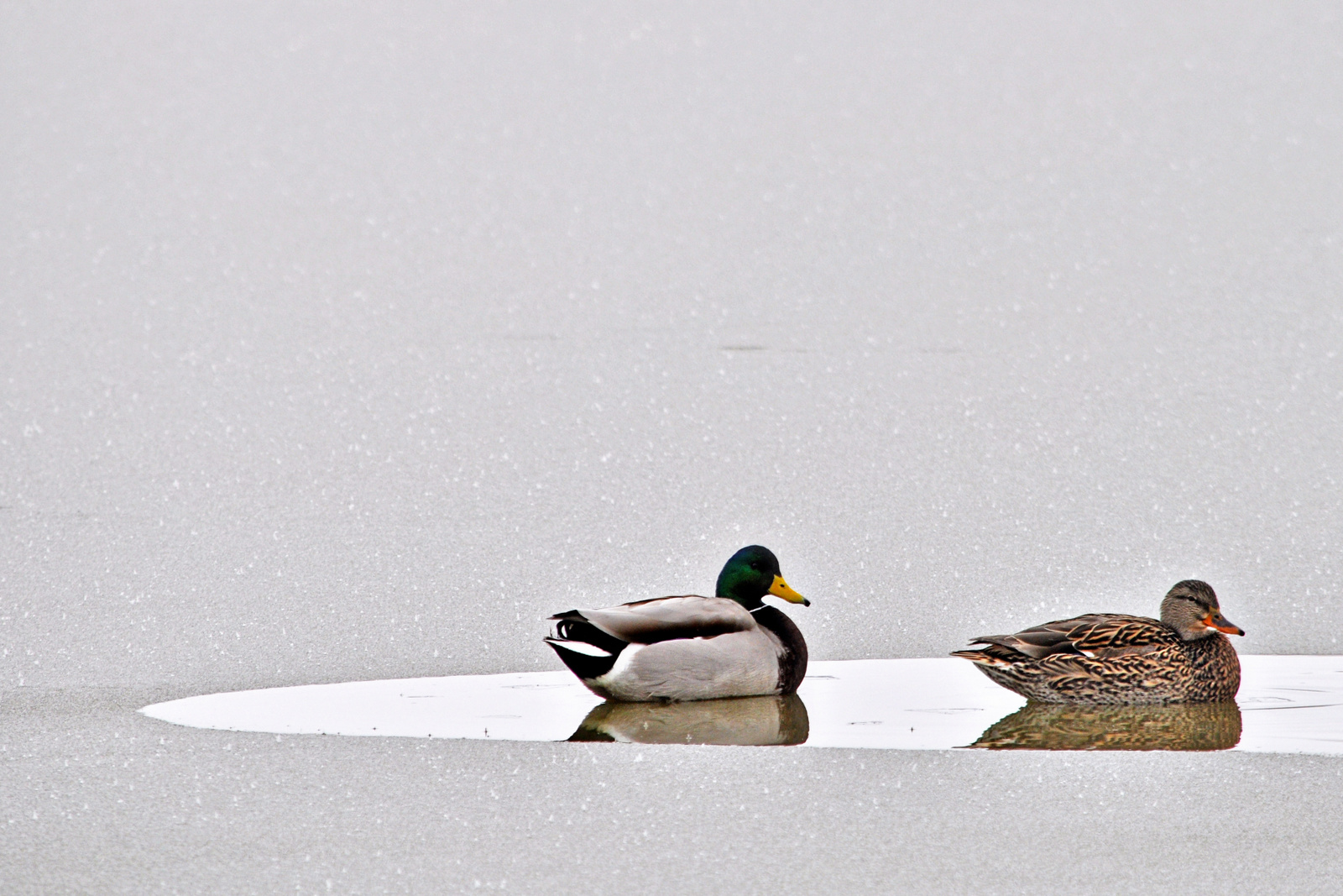 Mallard Ducks –