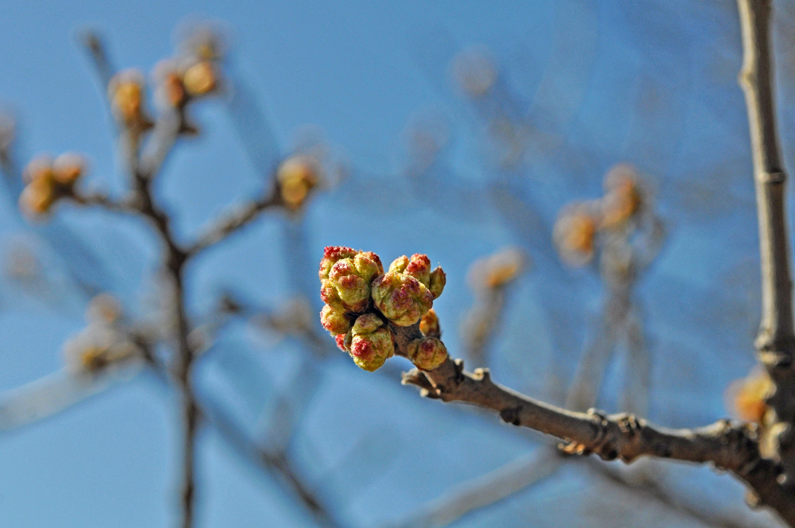 Oak Buds –