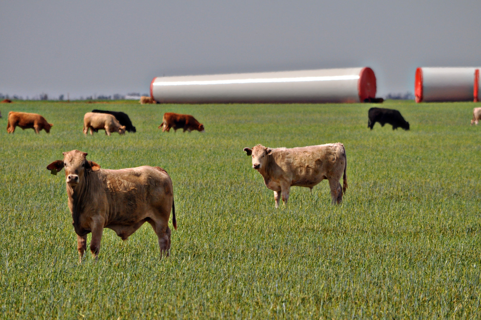 Wheat Pasture Cattle –