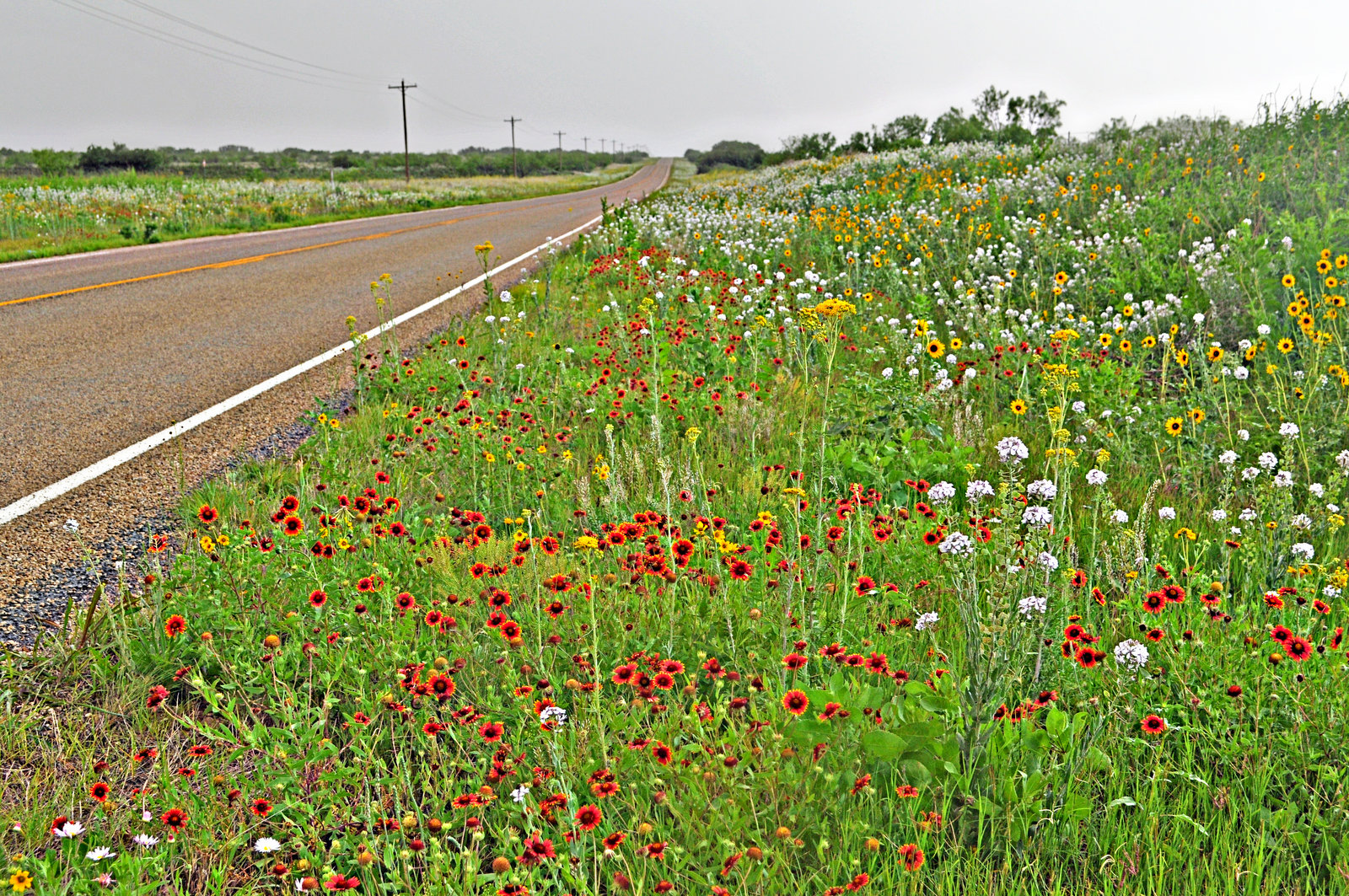 Texas Wildflowers –