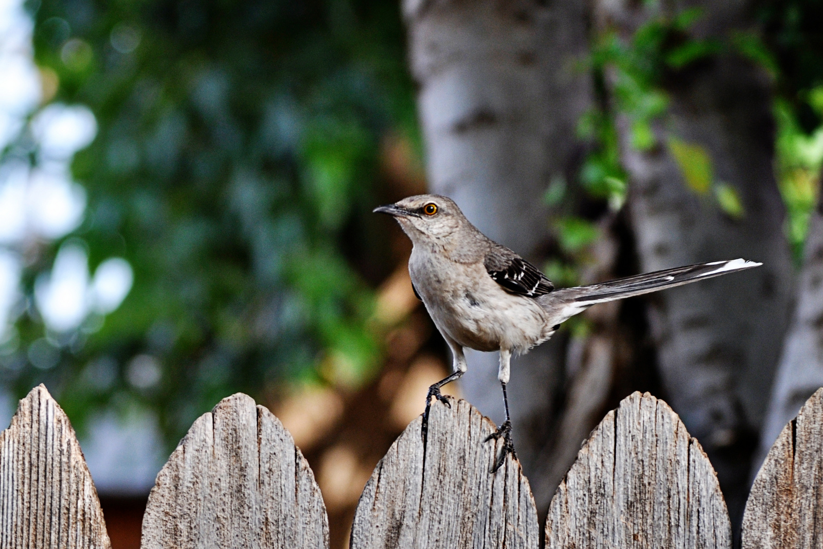 Mockingbird –