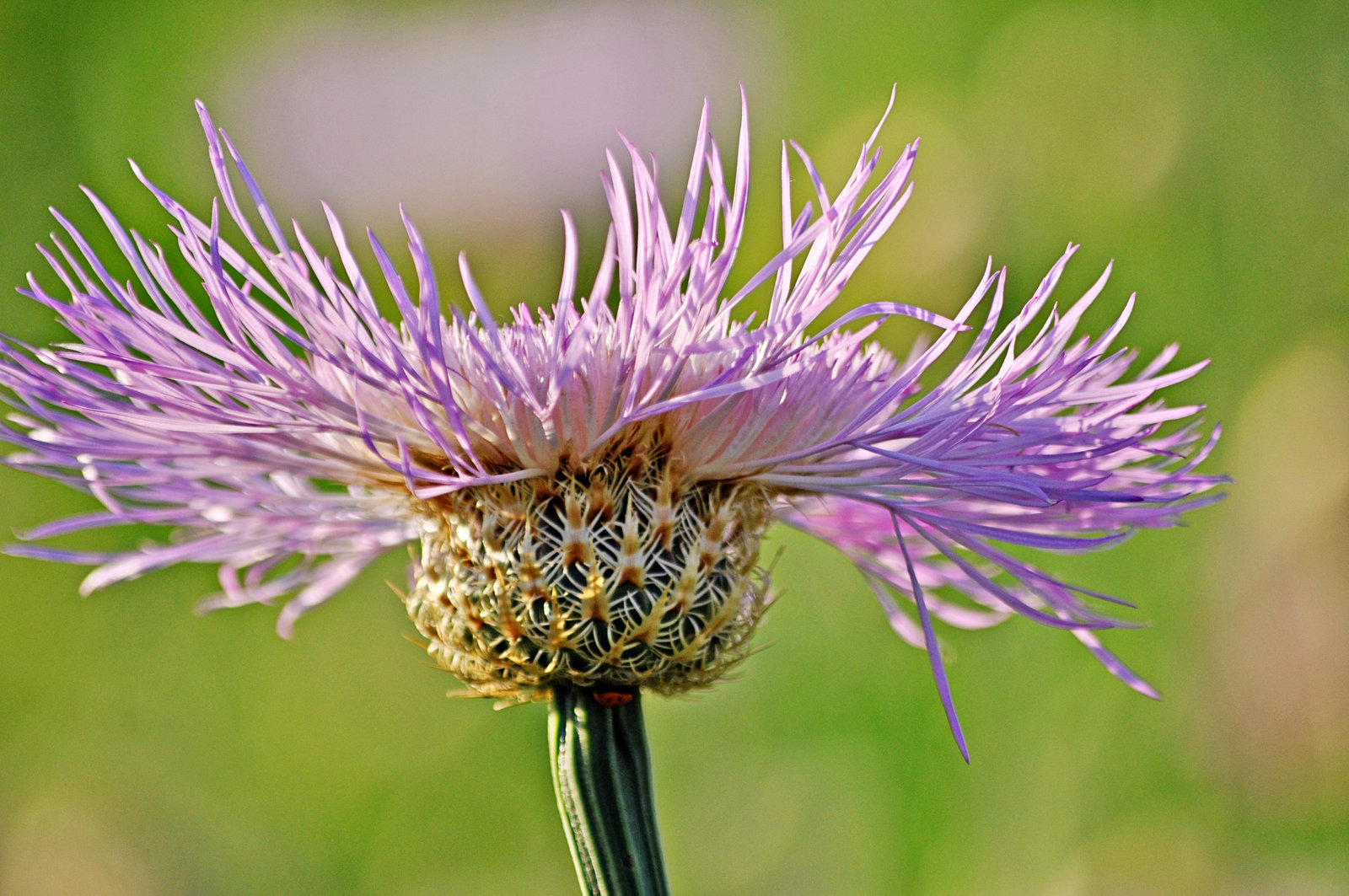 American Basket Flower –