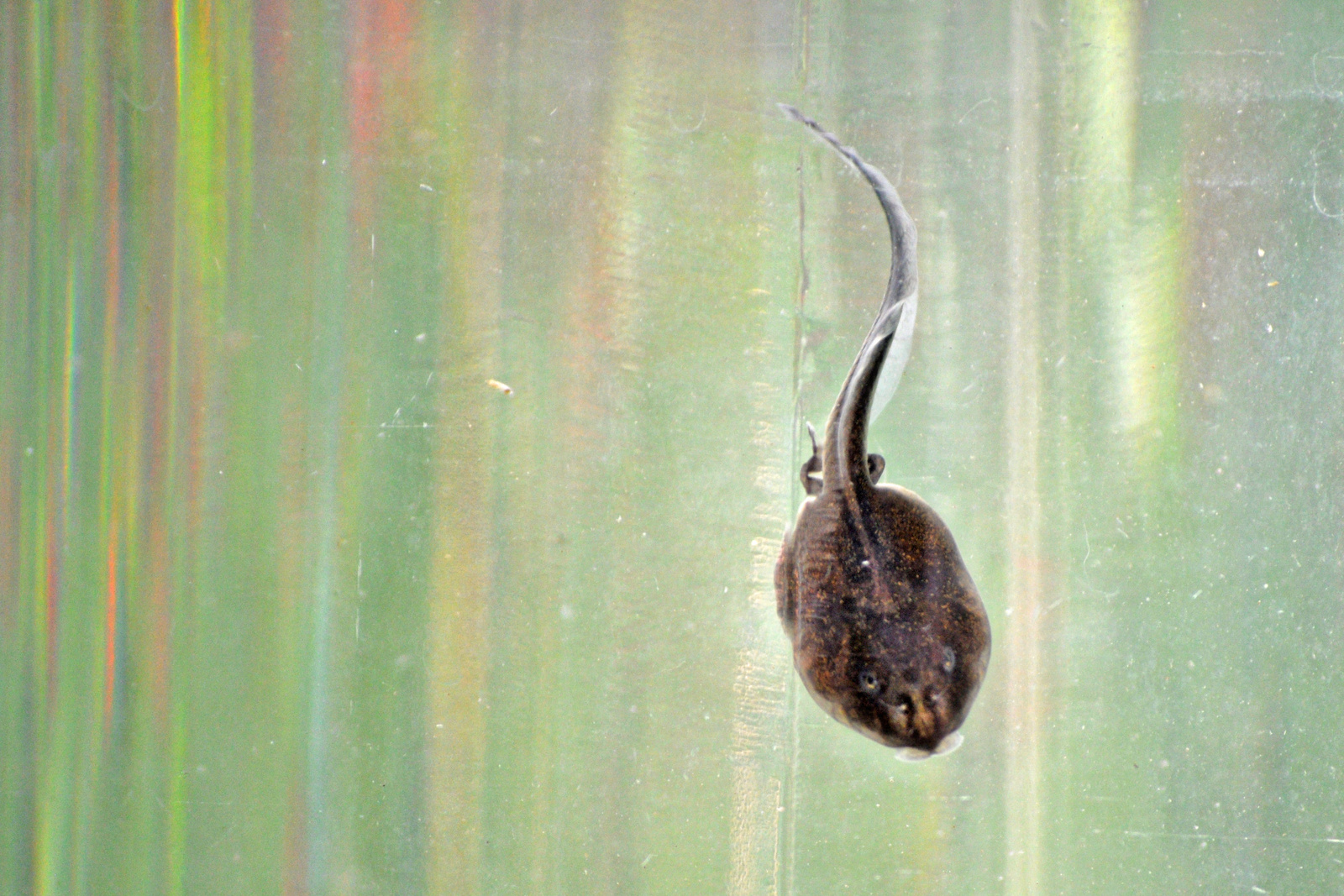 Tadpole –