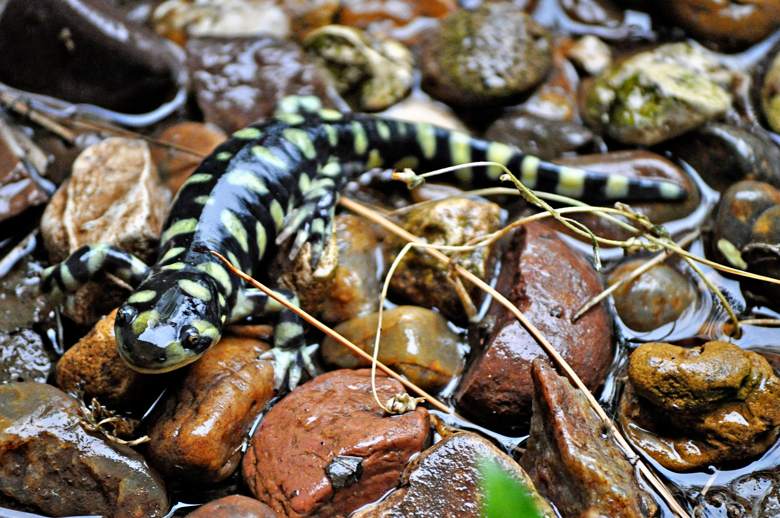 Tiger Salamander