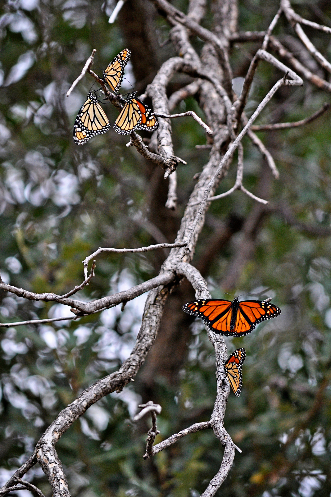 Migrating Monarchs –