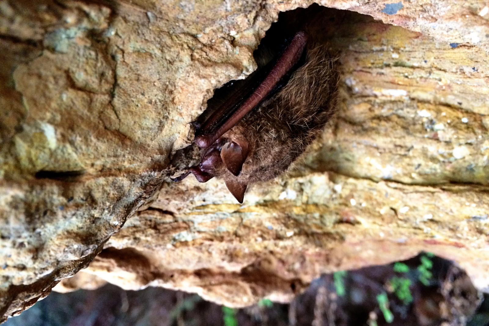 Mexican Free-tailed Bat –