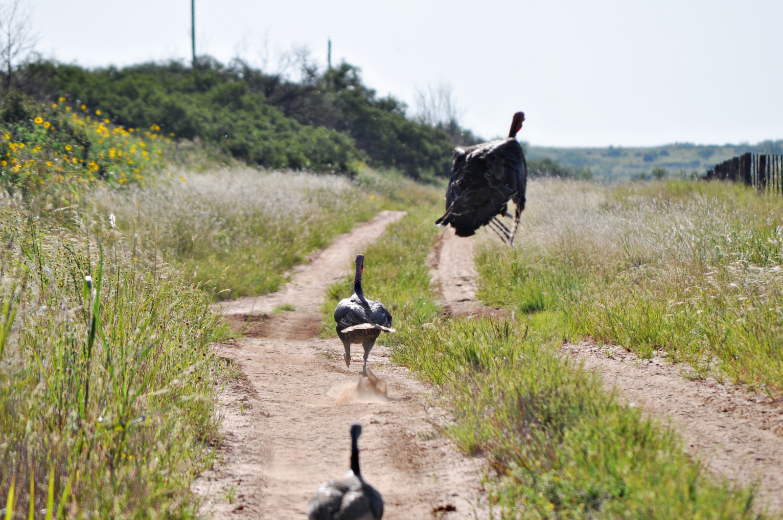 Rio Grande Wild Turkey –