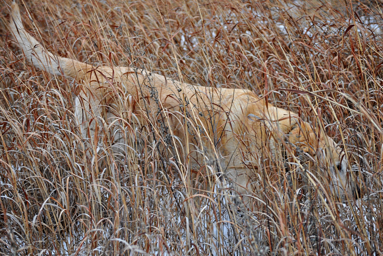 Bird Dog in Snow –