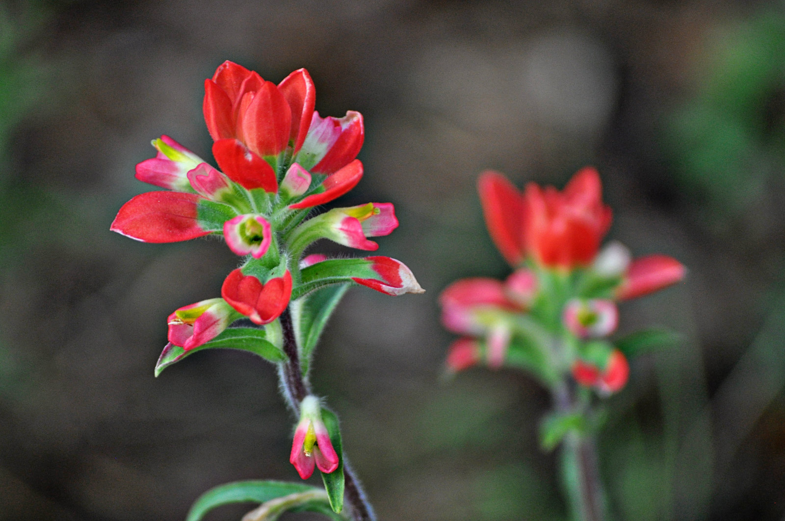 Indian Paintbrush –