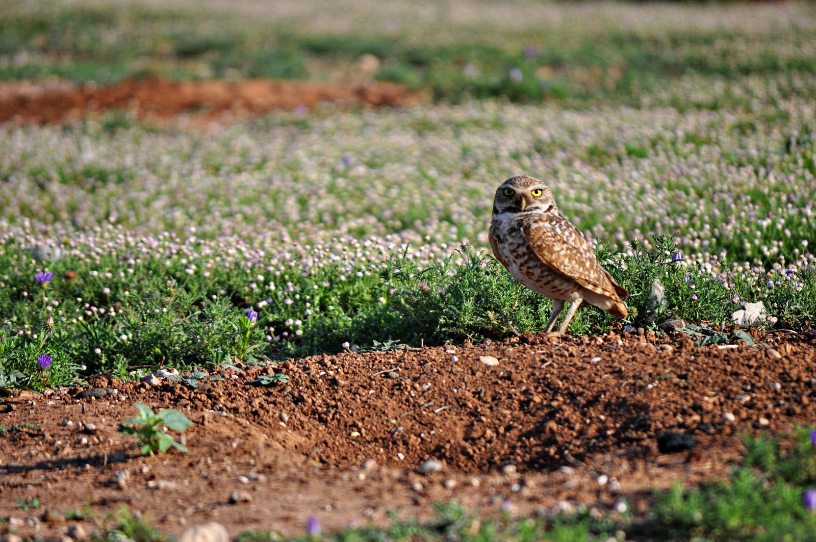 Burrowing Owl –