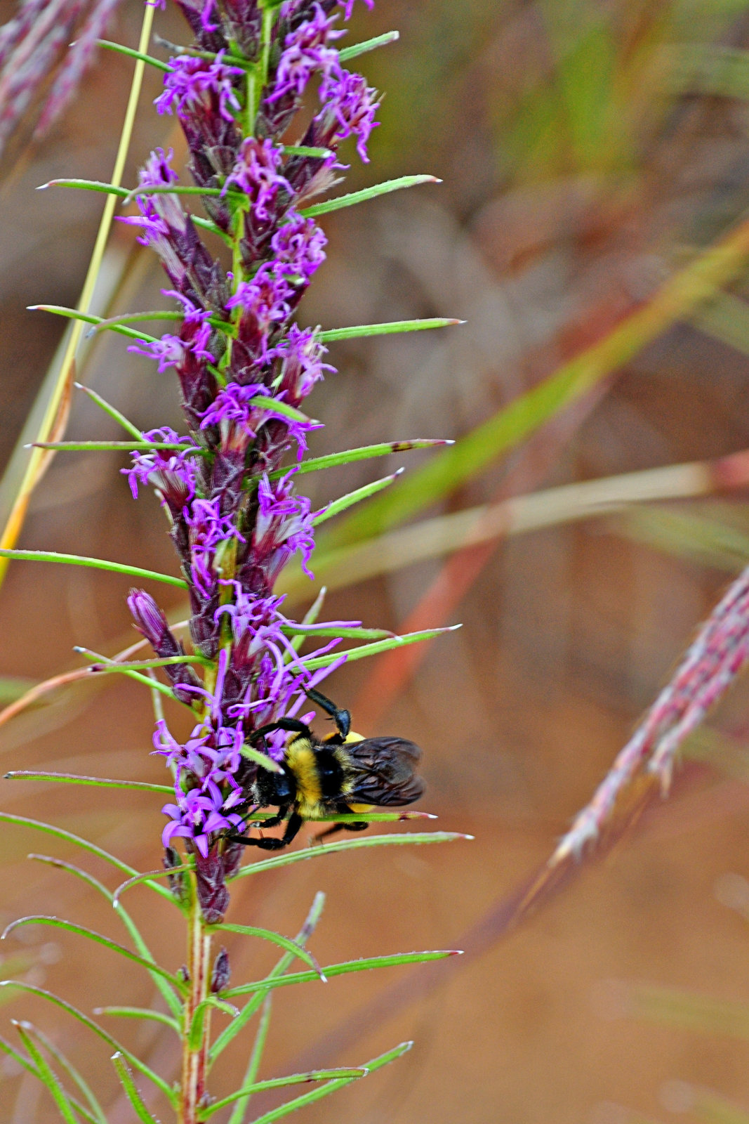 Bumble Bee and Blazing Star –