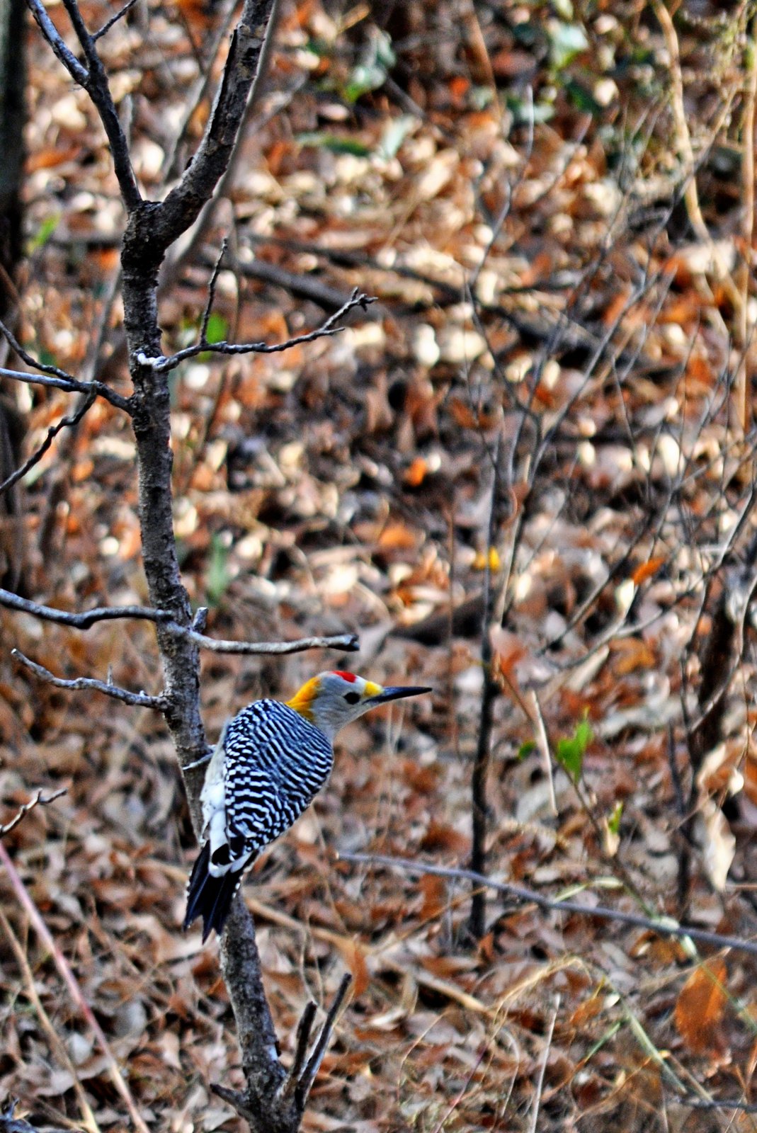 Golden-fronted Woodpecker