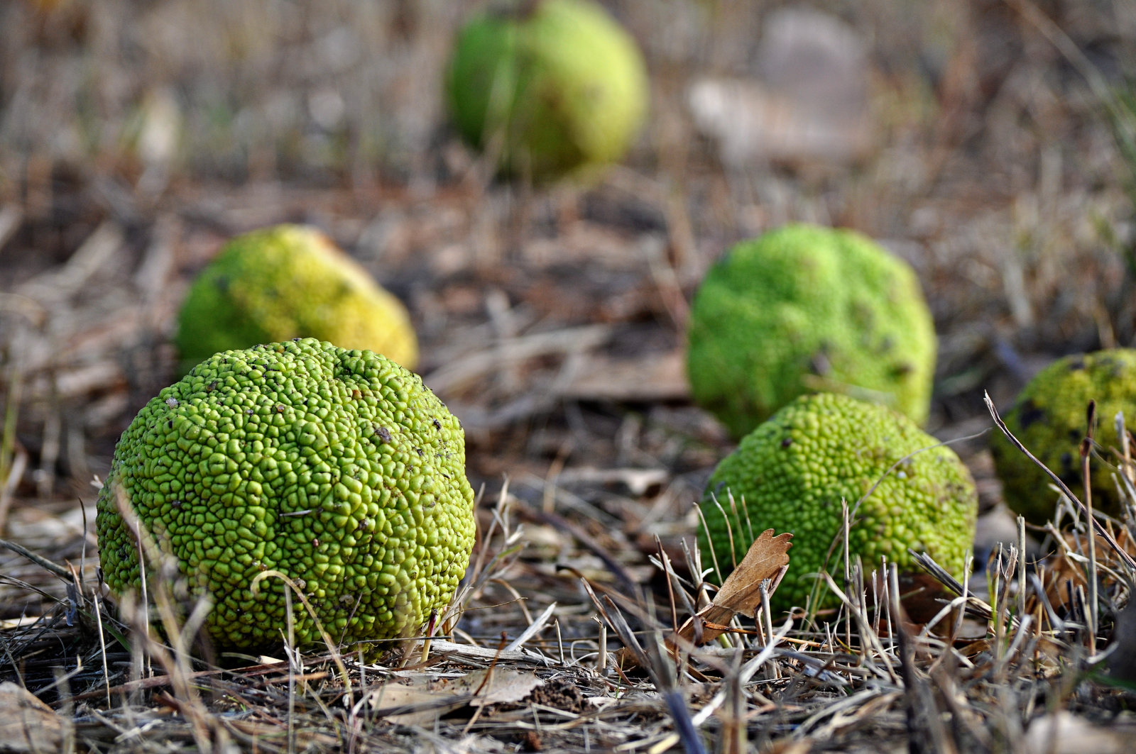 Osage Orange Trees –