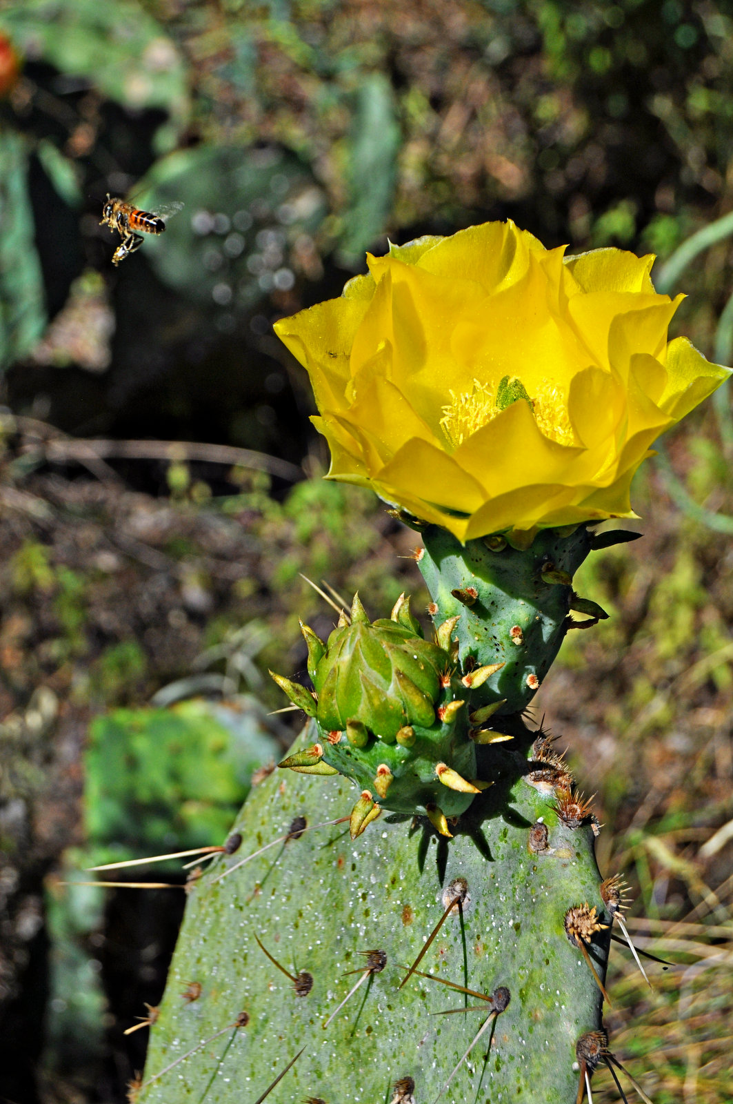 Prickly Pear Bloom –