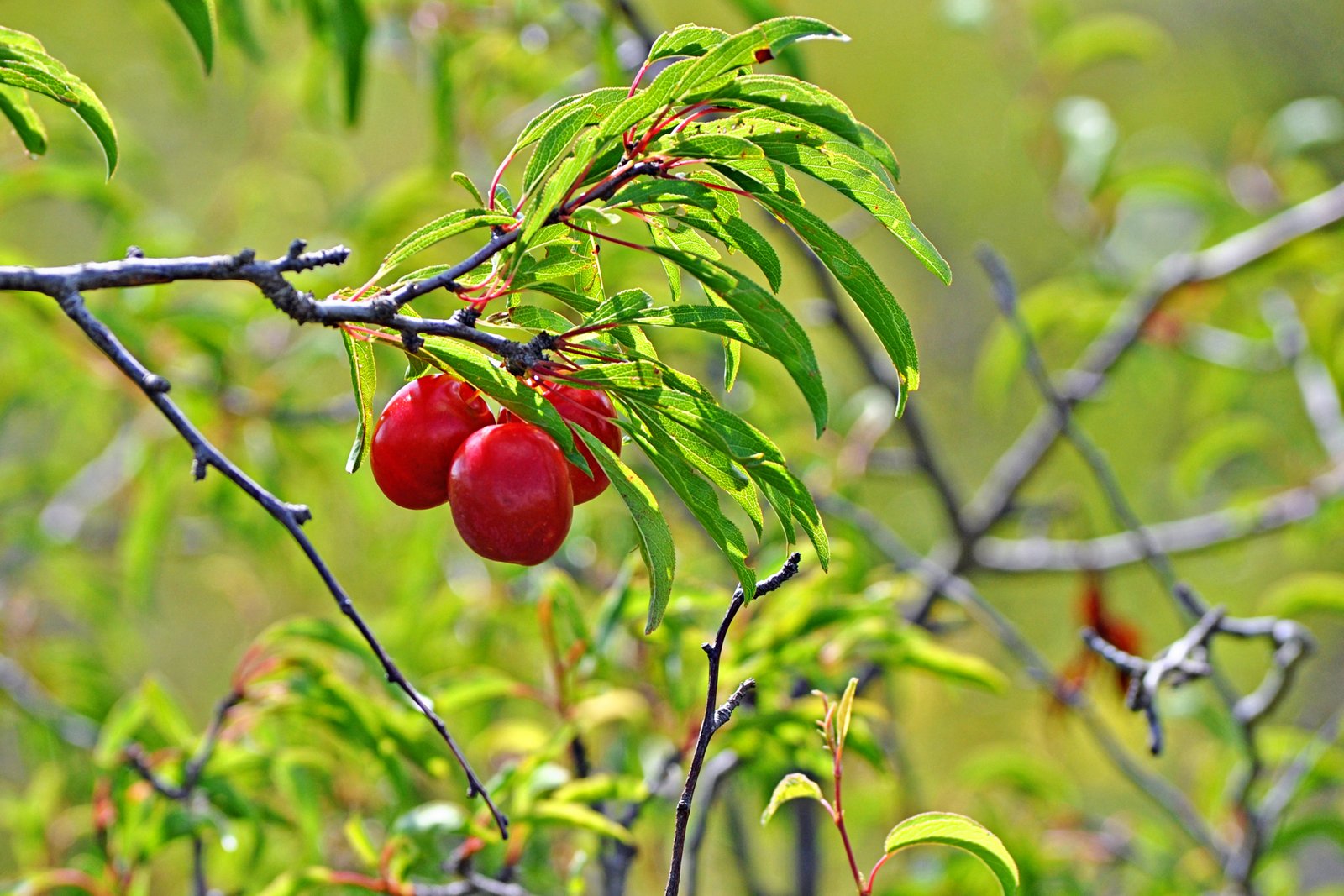 Sandhill Plum –