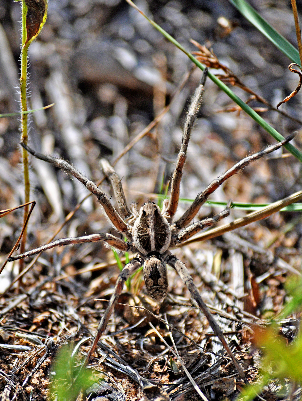 Wolf Spider –