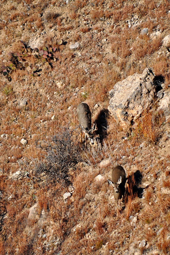 The Rut –