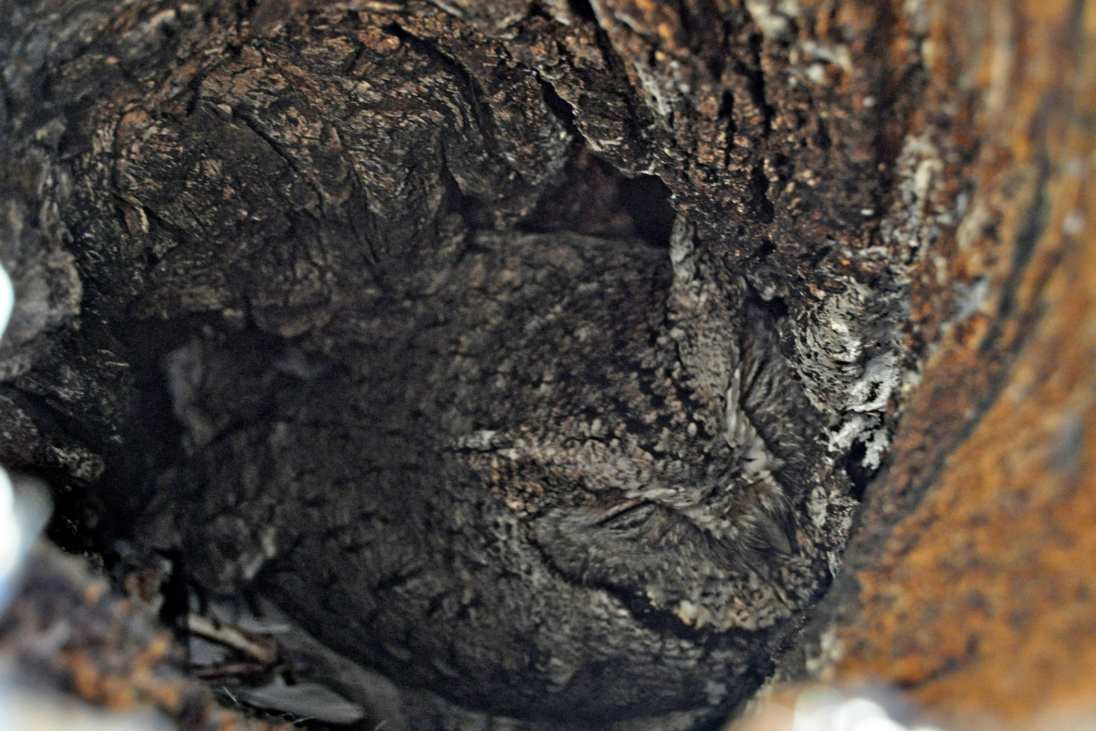 Screech Owl –