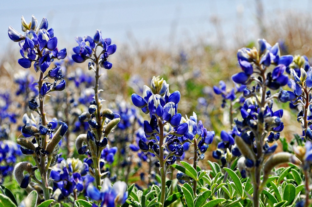 Bluebonnets –