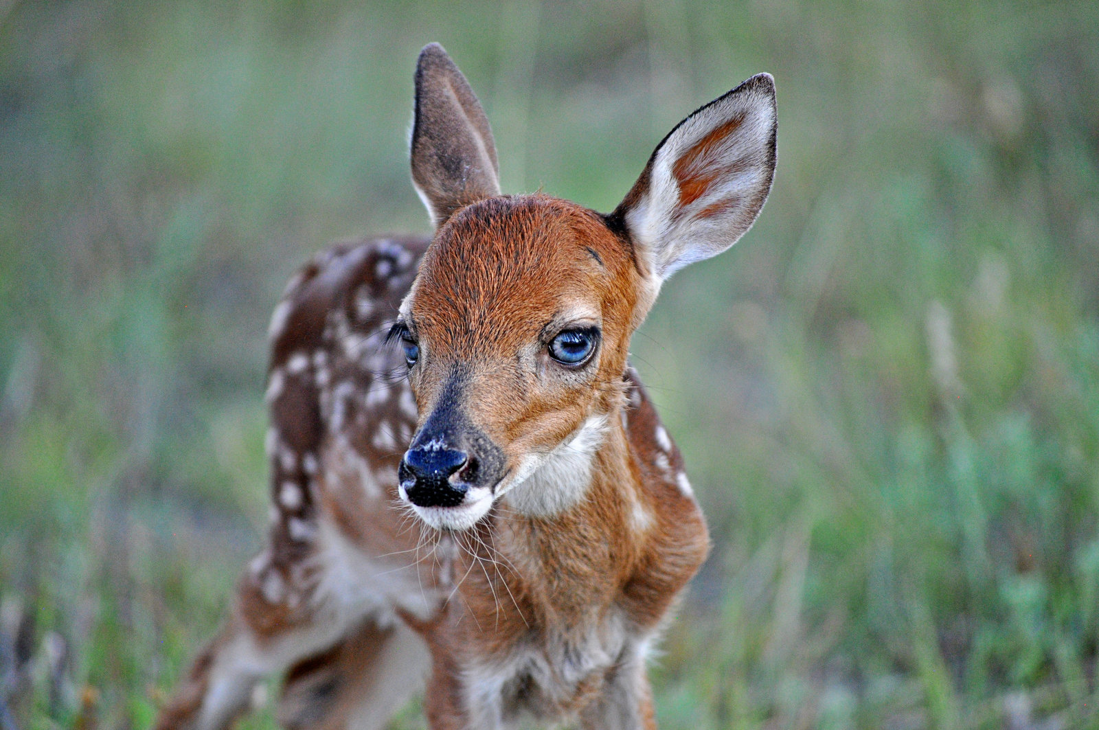 Whitetail Fawn –