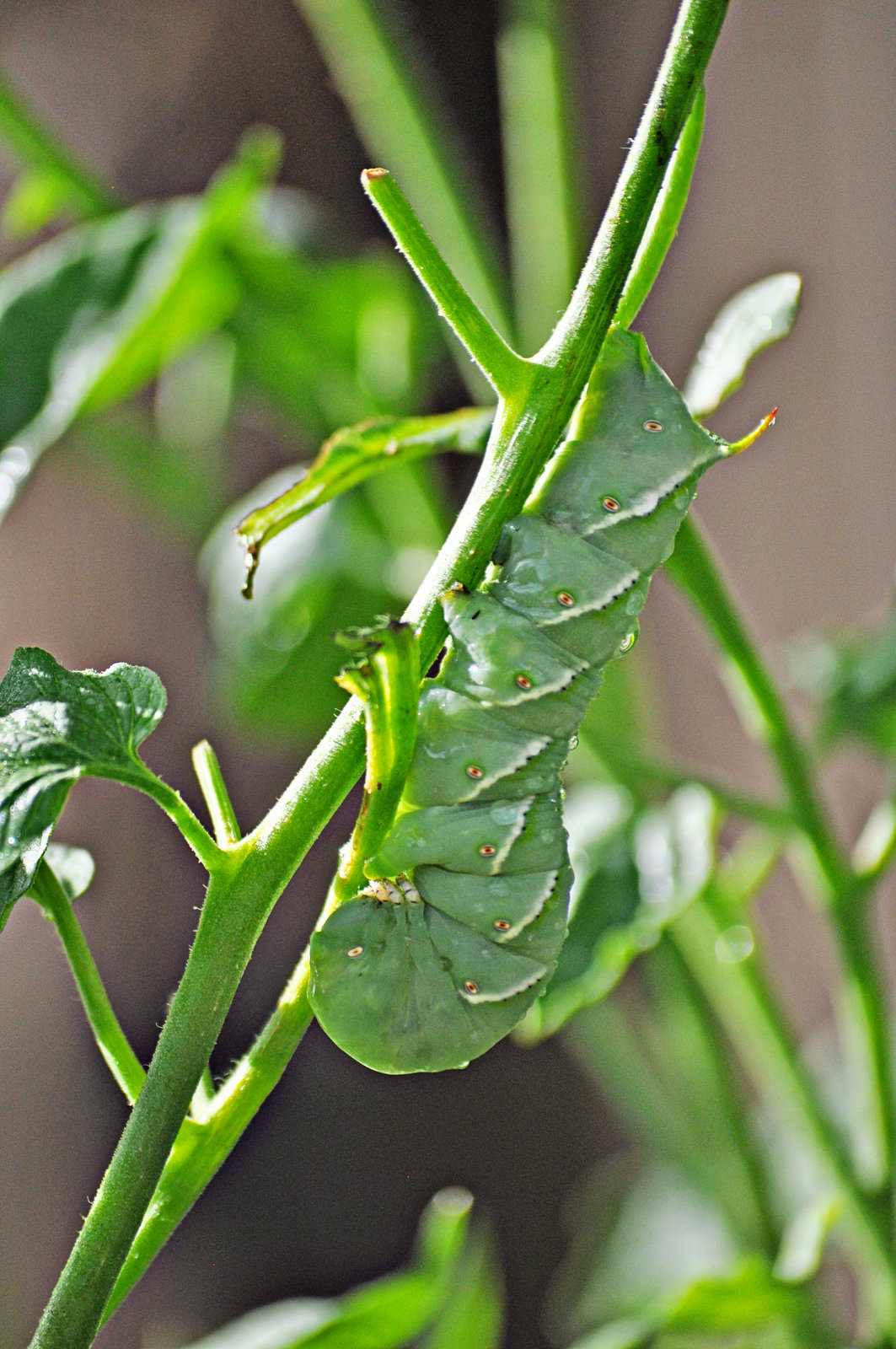 Tomato Hornworm –