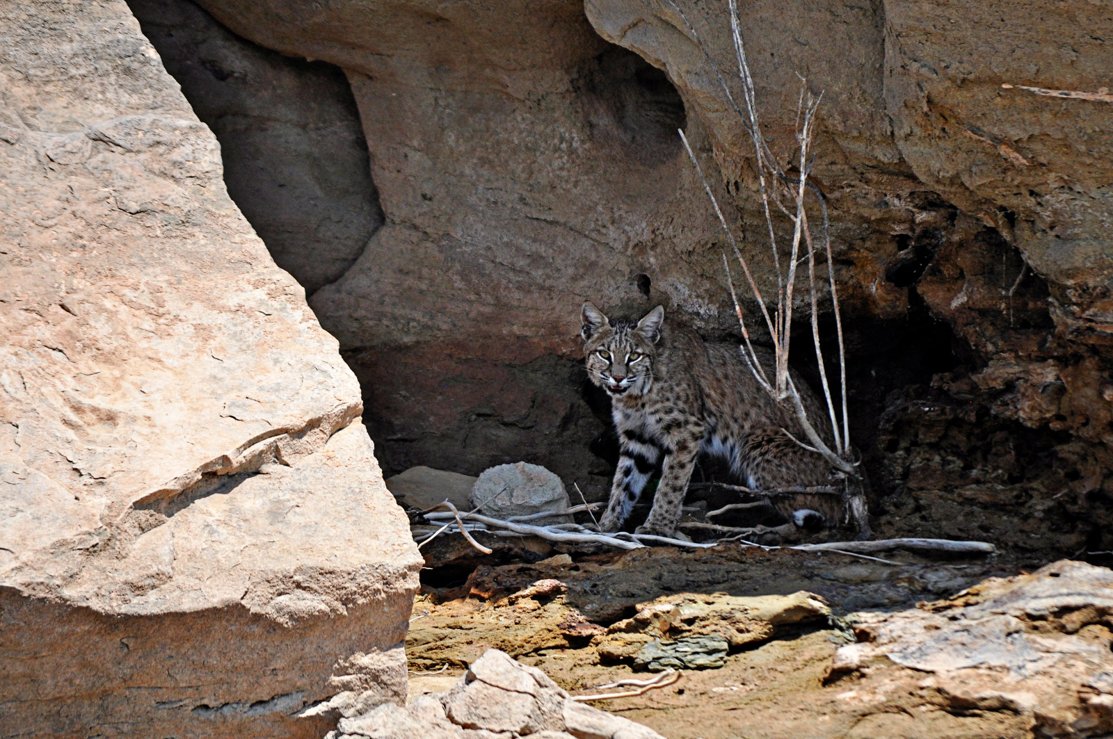 Bobcat –