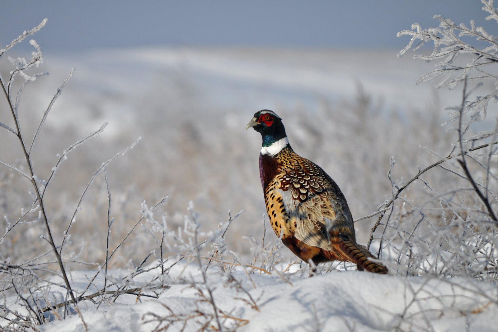 Ring-necked Pheasant –