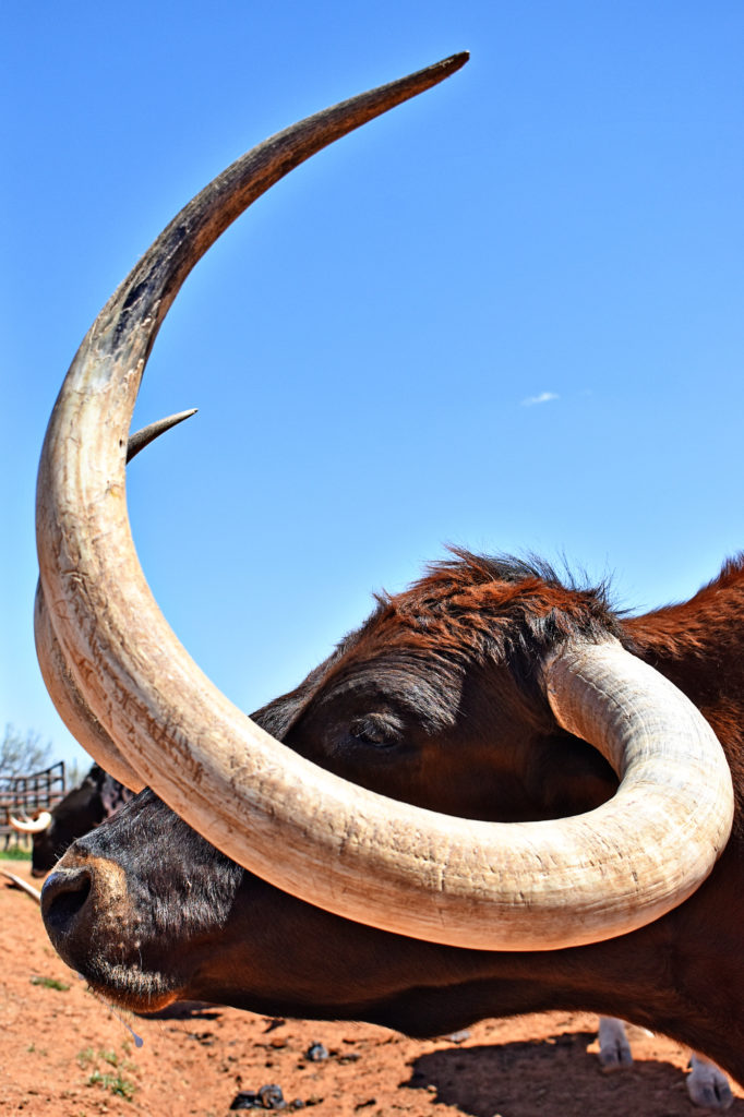 Texas Longhorn