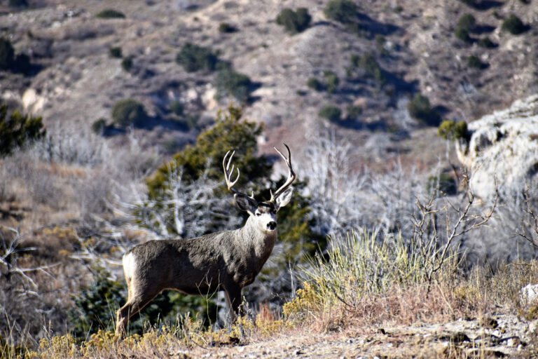 Mule Deer Buck