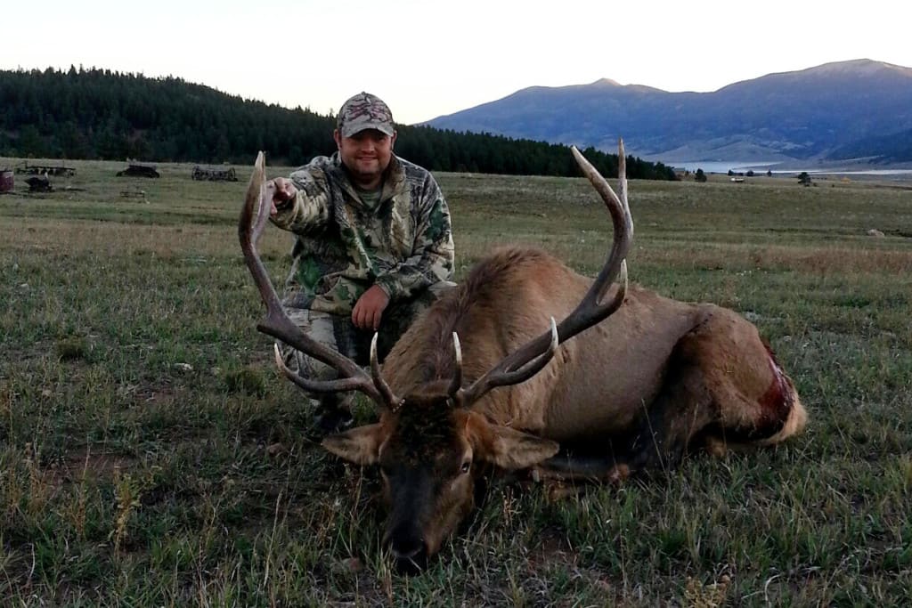 Wilder Elk – Angel Fire, NM