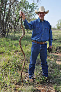 Bull Snake – Garza County, TX