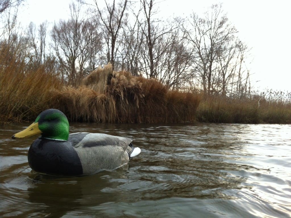 Duck hunting – Peconic Bay, NY